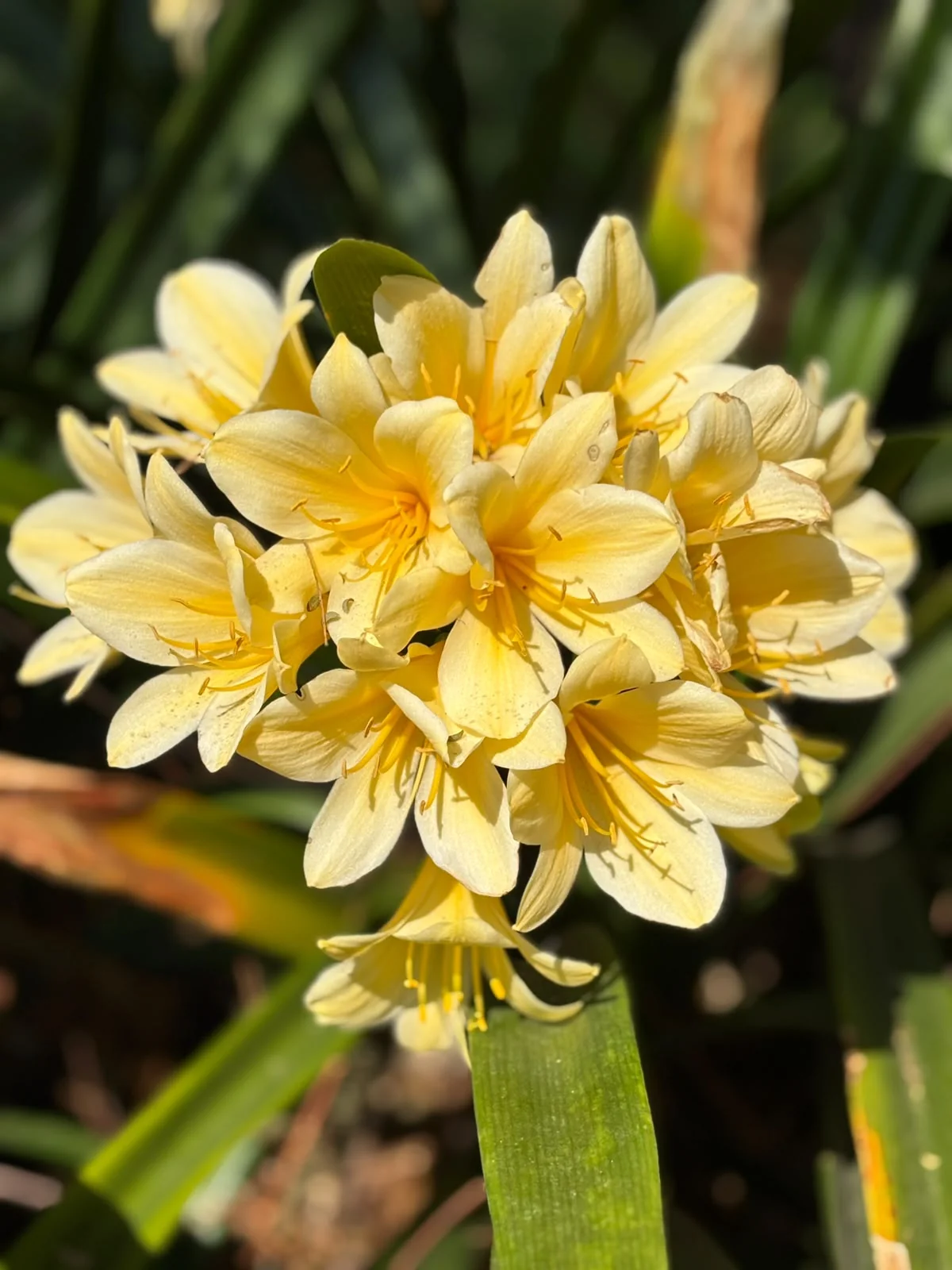 Rare yellow clivia hybrid flower close-up